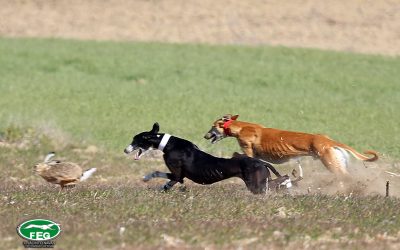 GALERÍA CUARTOS DE FINAL DEL LXXXIV CTO DE ESPAÑA DE GALGOS EN CAMPO