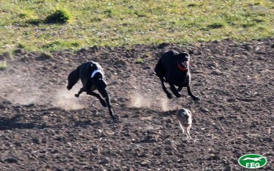 PREVIA SEMIFINALES DEL LXXXIV CTO DE ESPAÑA DE GALGOS EN CAMPO COPA S.M. EL REY