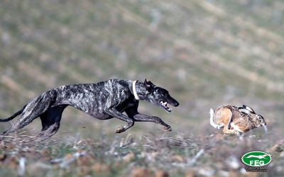 GALERÍA FOTOGRÁFICA OCTAVOS DE FINAL DEL LXXXIV CTO DE ESPAÑA DE GALGOS EN CAMPO