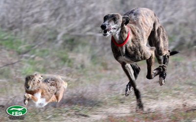 PRIMERA JORNADA DE OCTAVOS DE FINAL DEL LXXXIV CAMPEONATO ESPAÑA DE GALGOS EN CAMPO COPA S.M. EL REY