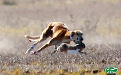 GALERÍA FOTOGRÁFICA FINAL DEL LXXXIV CTO DE ESPAÑA DE GALGOS EN CAMPO. 2022