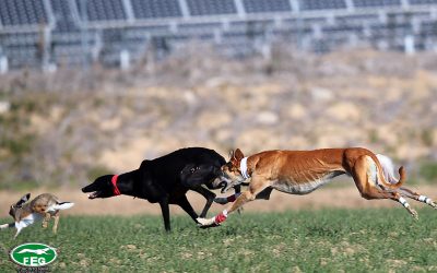 INSCRIPCIÓN CLUBES LXXXV CAMPEONATO DE  ESPAÑA GALGOS EN CAMPO