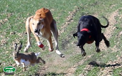 Finalización del plazo de inscripción de clubes