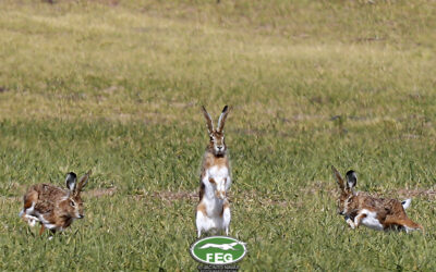 PROGRAMA DE MANO LXXXVI CTO DE ESPAÑA DE GALGOS EN CAMPO