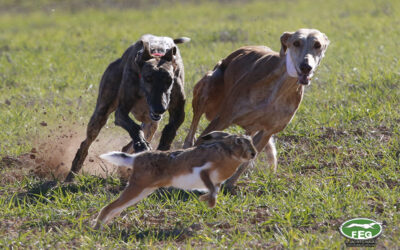 PRIMERA JORNADA DE OCTAVOS DE FINAL. LXXXVI CTO DE ESPAÑA DE GALGOS EN CAMPO