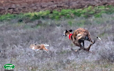 LEYENDA, AITANA Y ÚNICA A SEMIFINALES