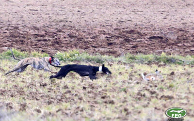 LA NIEBLA Y LA AUSENCIA DE LIEBRES DESLUCEN LA SEGUNDA JORNADA DE CUARTOS