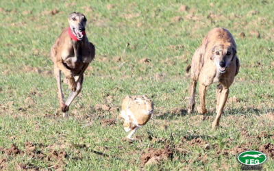 LAS DOS CASTILLAS SE JUGARÁN LA COPA DE PLATA DE SU MAJESTAD EL REY.