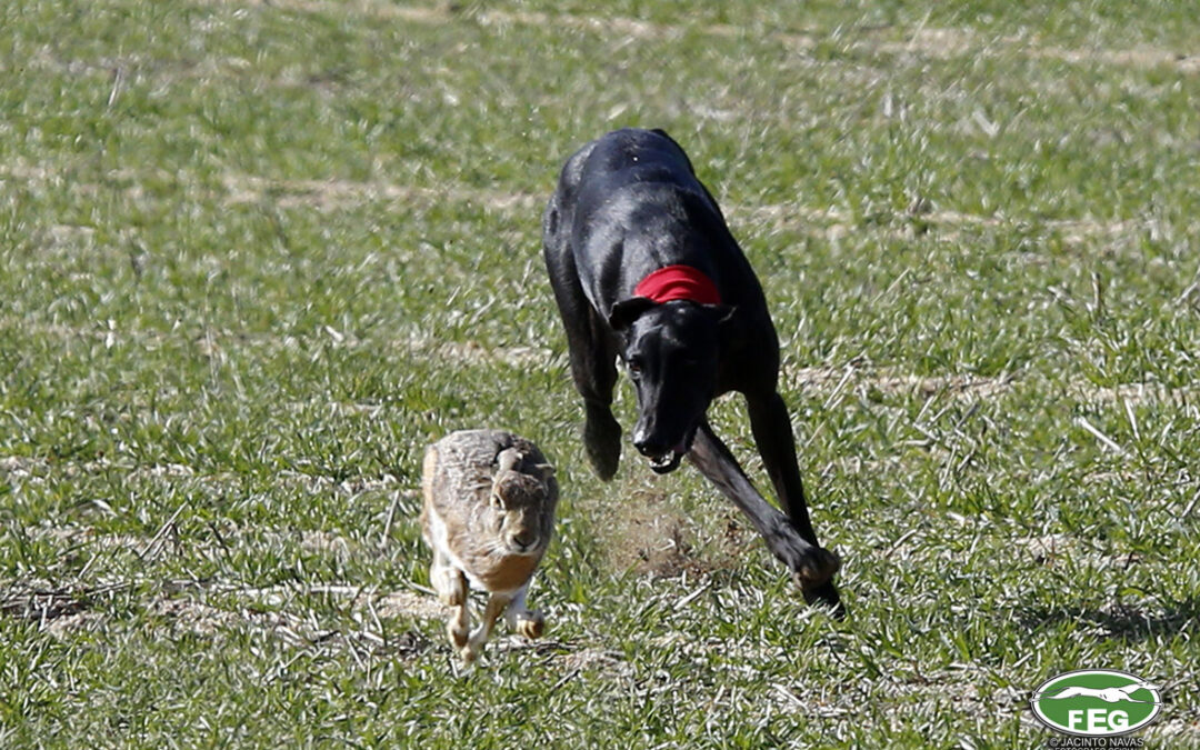 CITA FINAL DEL GRUPO MIXTO ANDALUCÍA EXTREMADURA