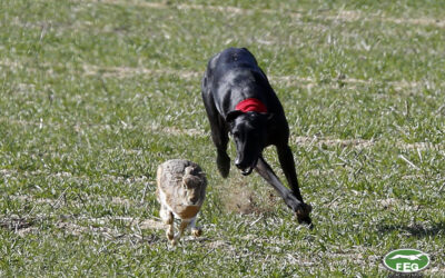 CITA FINAL DEL GRUPO MIXTO ANDALUCÍA EXTREMADURA