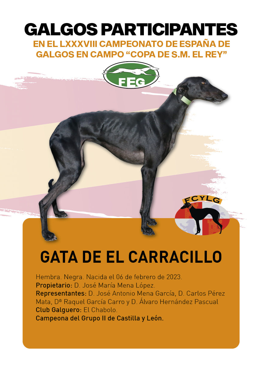 FICHAS galgos participantes LXXXVIII cpto españa10