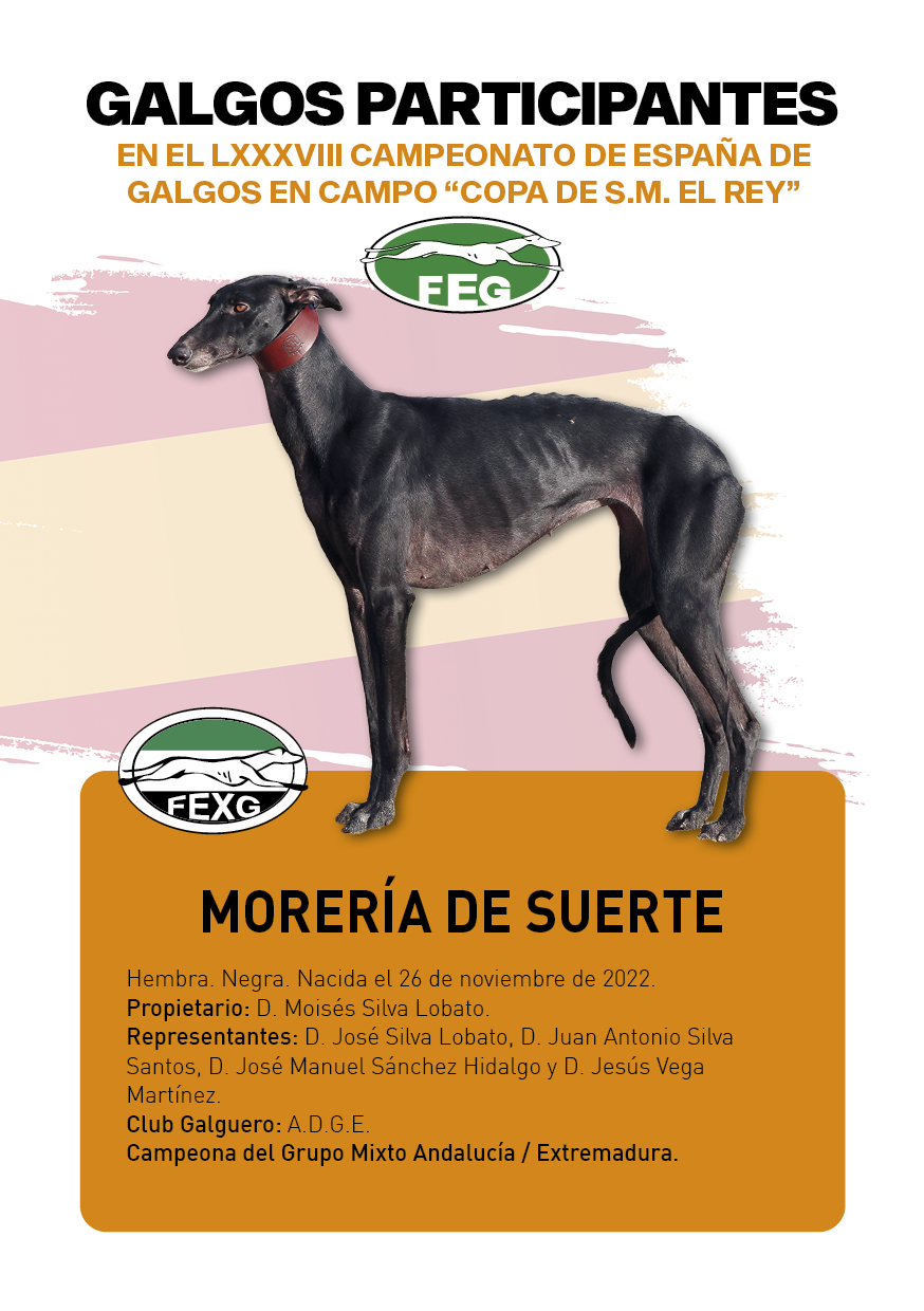 FICHAS galgos participantes LXXXVIII cpto españa14