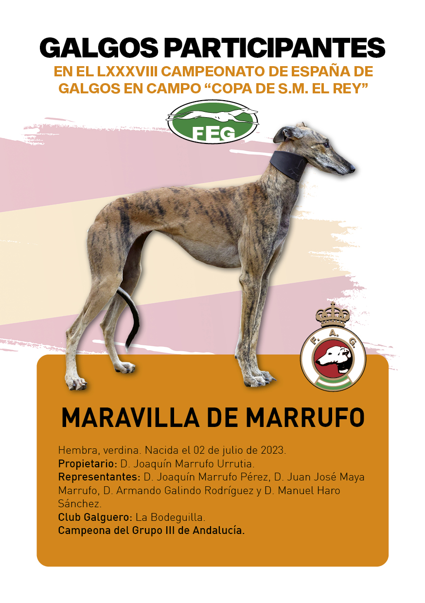 FICHAS galgos participantes LXXXVIII cpto españa3