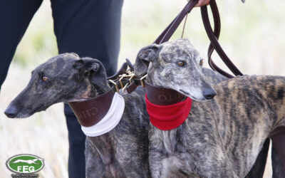 SEGUNDA JORNADA JORNADA DE CUARTOS DE FINAL DEL LXXXVIII CTO DE ESPAÑA DE GALGOS EN CAMPO