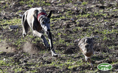 PREVIA CUARTOS DE FINAL, LXXXVIII CTO DE ESPAÑA DE GALGOS EN CAMPO.