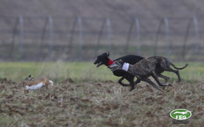 PRIMERA JORNADA CUARTOS DE FINAL LXXXVIII CTO ESPAÑA DE GALGOS EN CAMPO