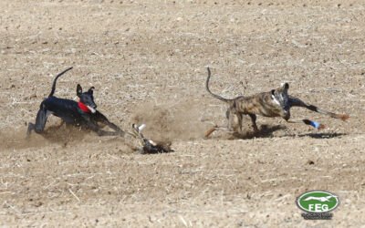 OCTAVOS DE FINAL. LXXXVIII CTO DE ESPAÑA DE GALGOS EN CAMPO COPA S.M EL REY